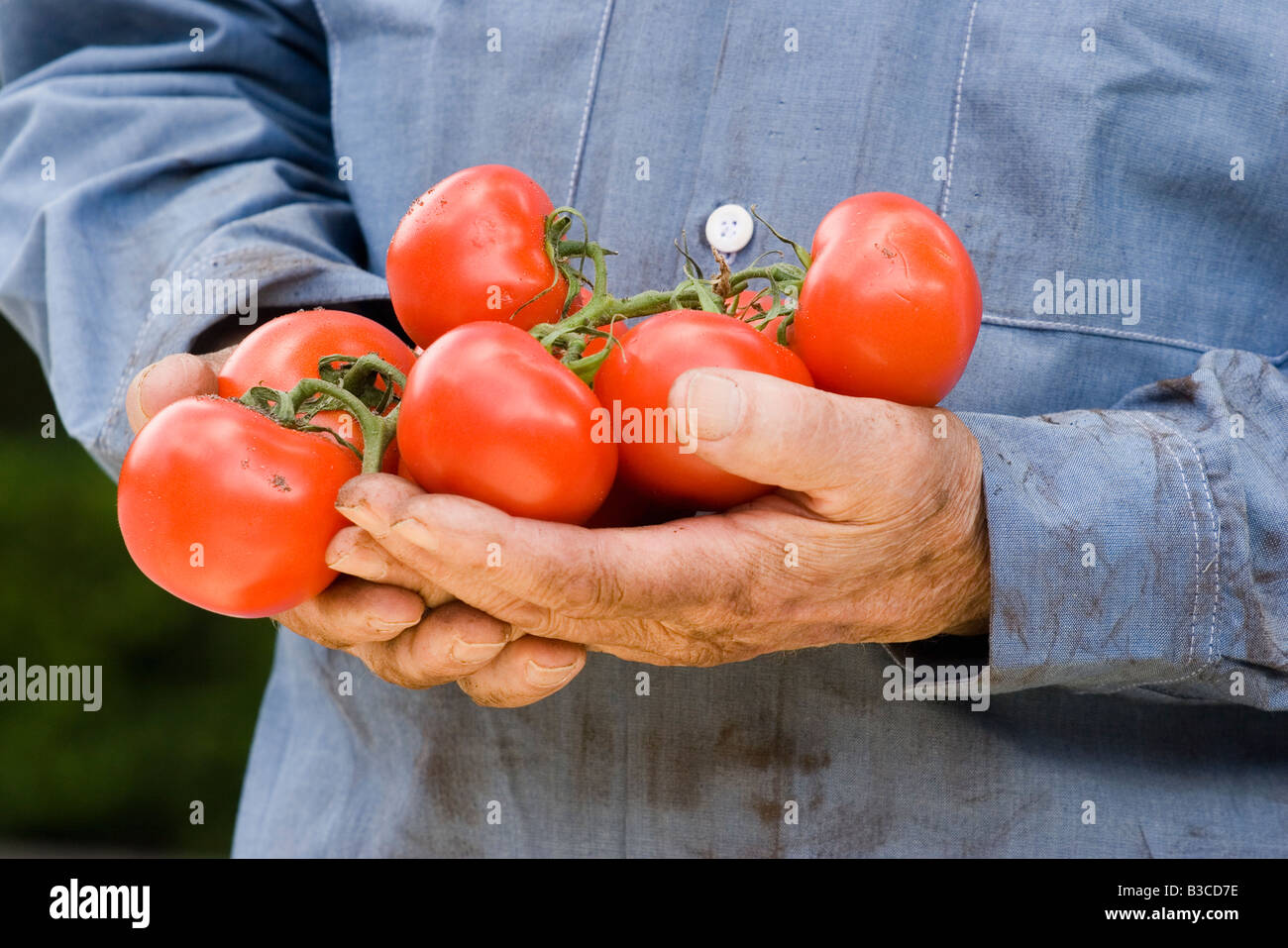 Man holding tomatoes Stock Photo, Royalty Free Image 19328162 Alamy