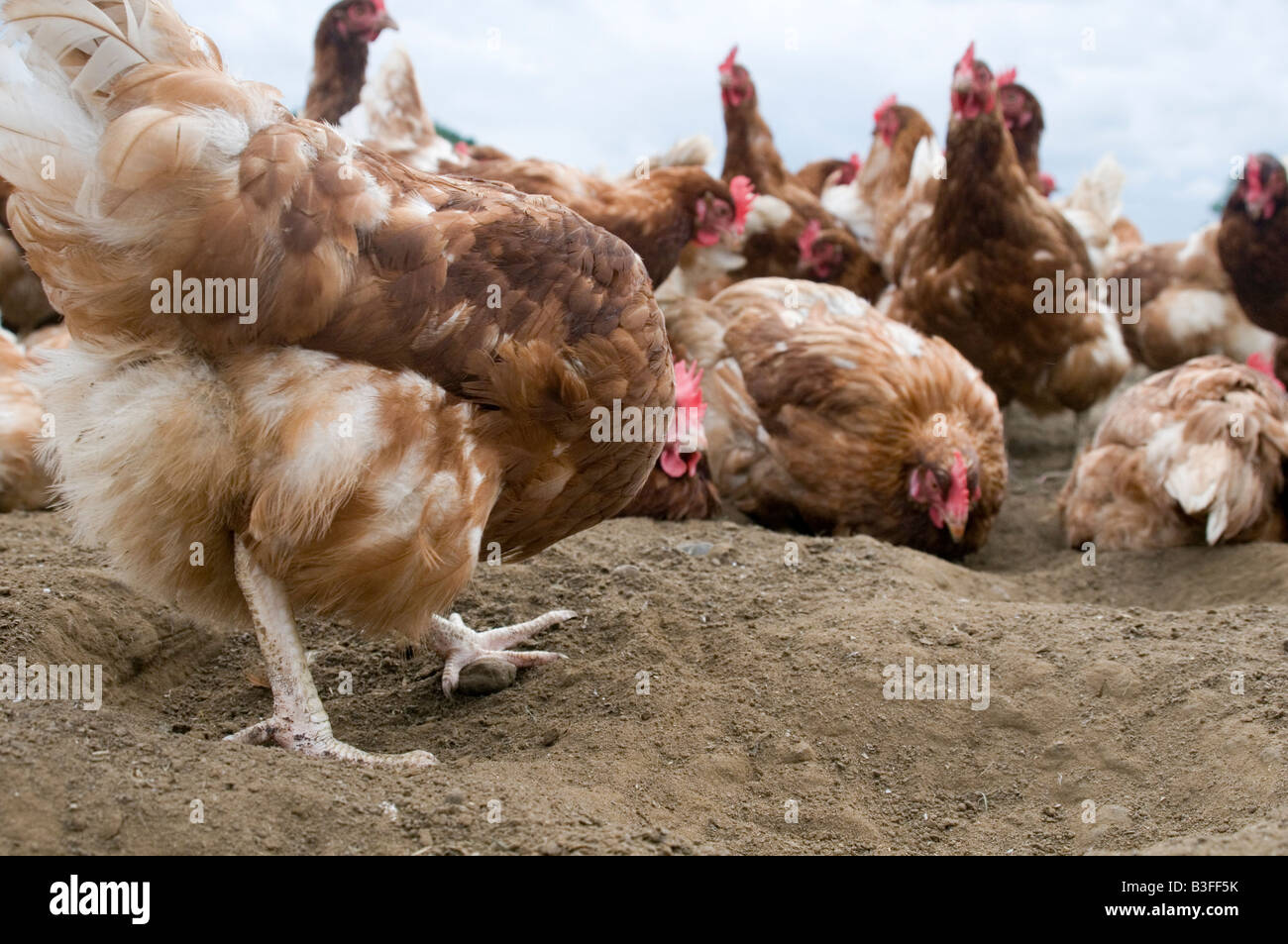 Freerange Chicken Chickens Hen Hens Poultry Free Range Eggs Farming