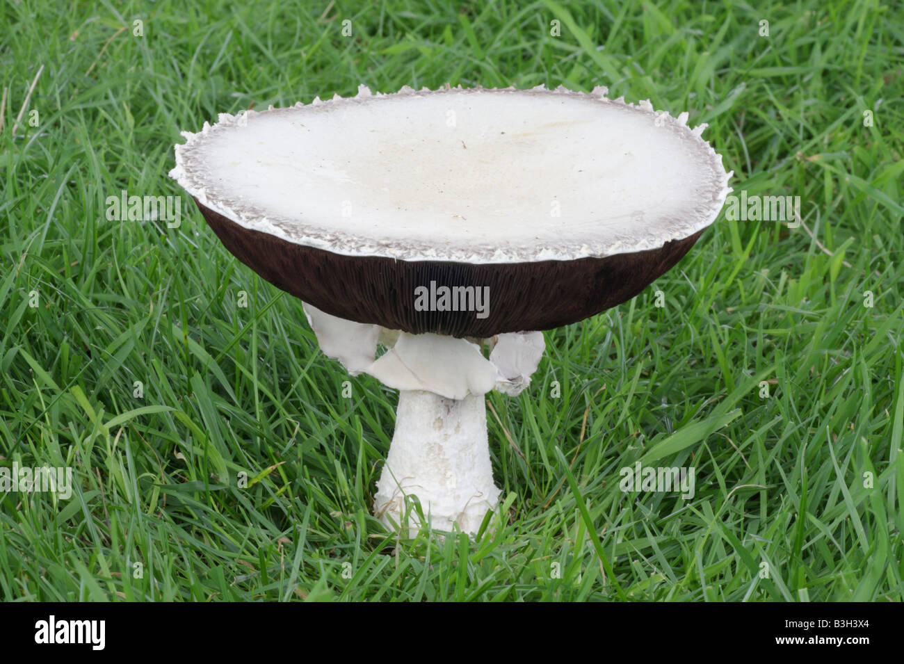 Horse Mushroom Agaricus arvensis Stock Photo, Royalty Free Image