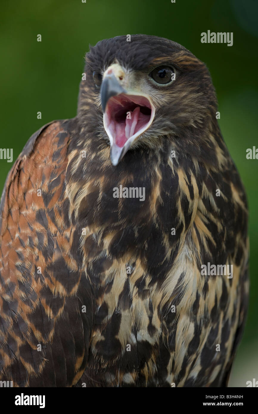 Harris Hawk Parabuteo Unicinctus Immature Portrait Calling