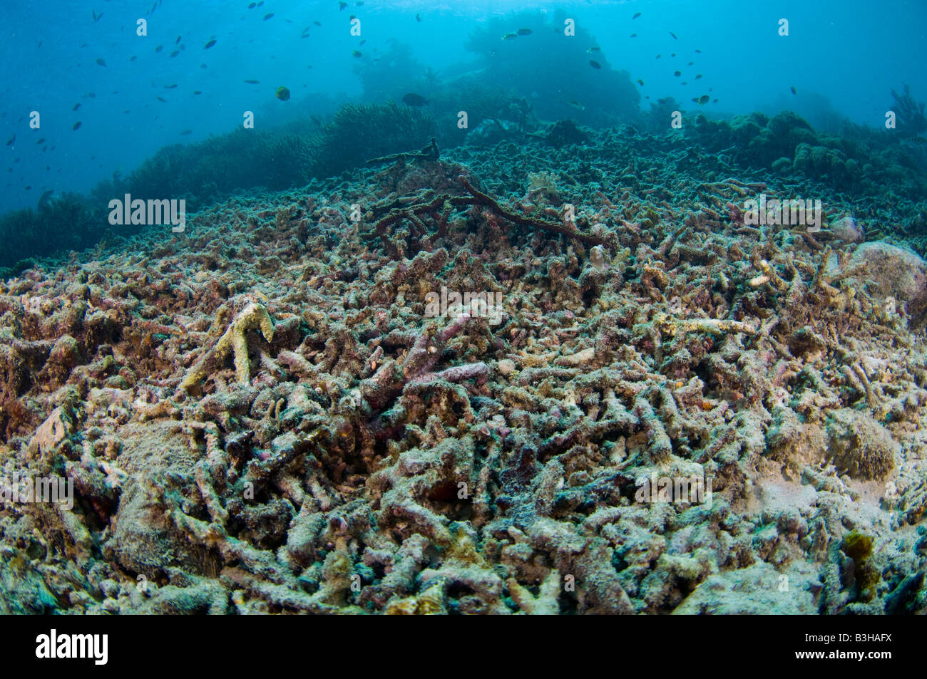 Coral reef in Komodo National Park Indonesia destroyed by ...