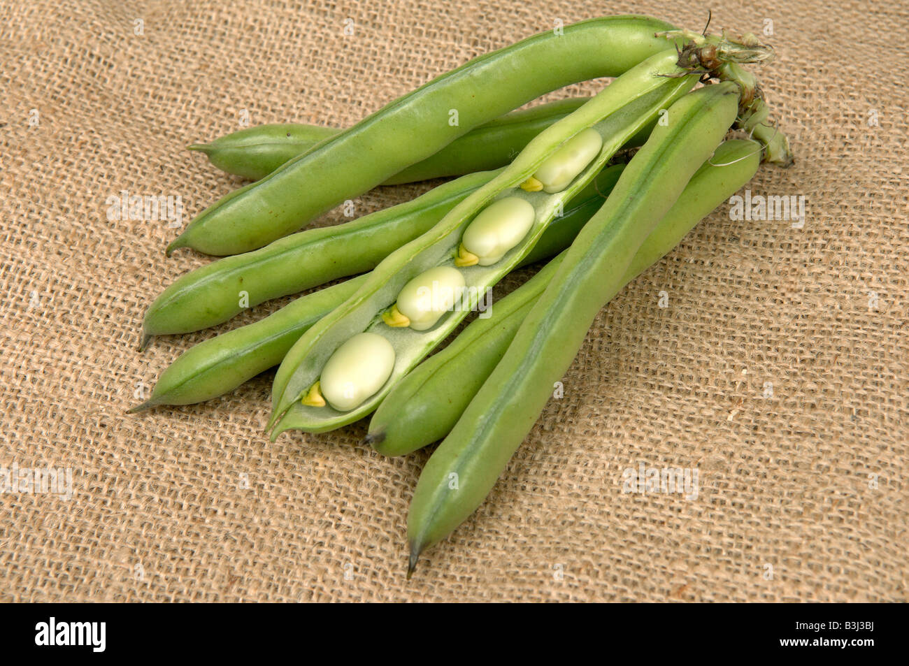Excellent pods of broad beans with one opened to show mature beans