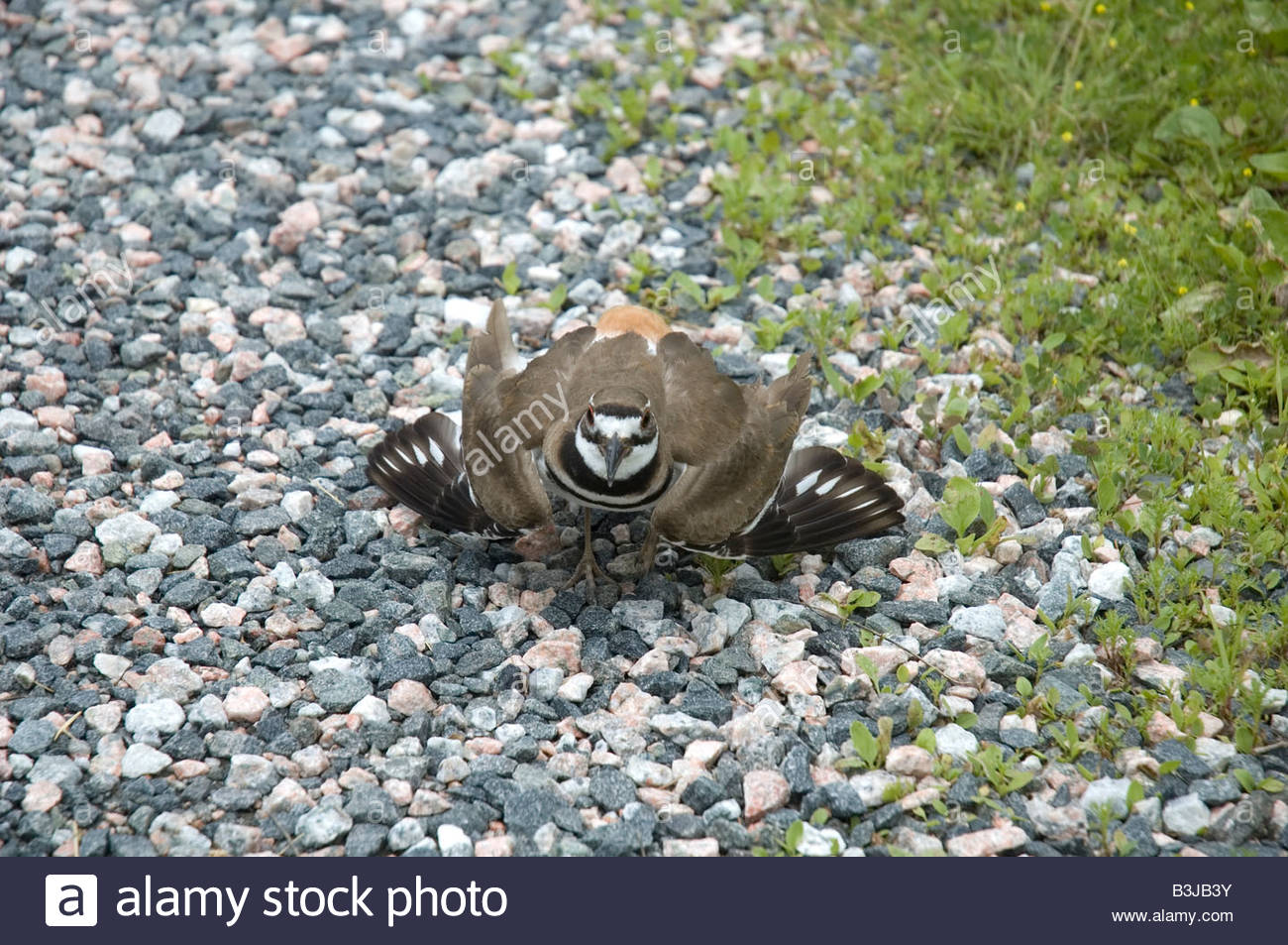 Killdeer demonstrating aggressive protective action to protect nest