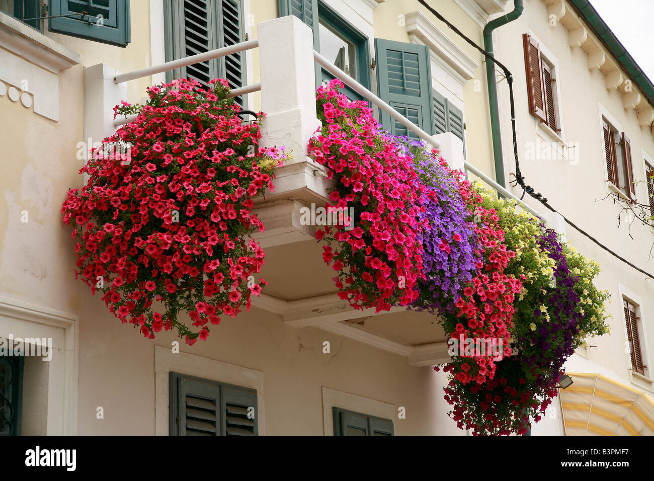 Petunias on balcony Stock Photo, Royalty Free Image: 19553387 - Alamy