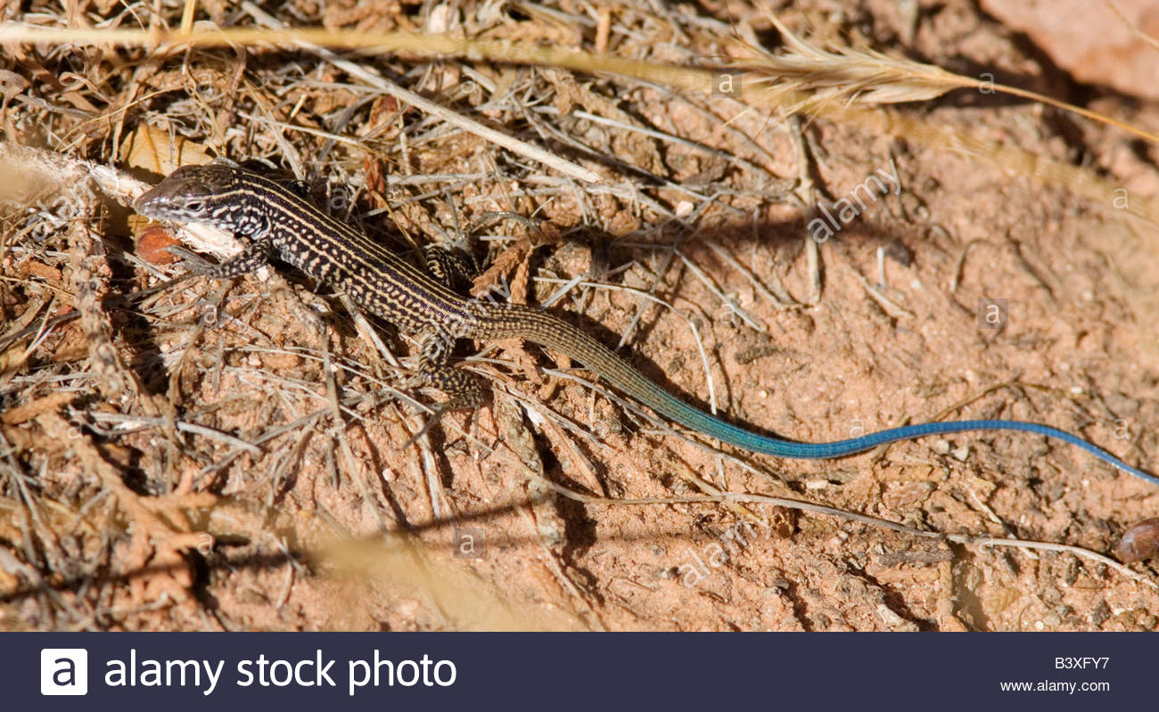 Tiger Whiptail Lizard juvenile Western Whiptail Lizard Aspidoscelis ...
