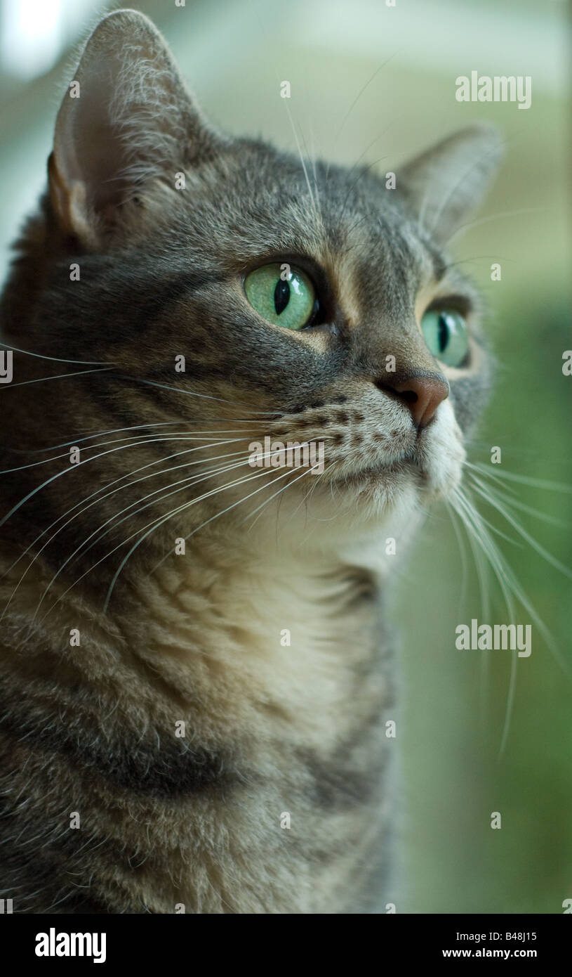 This American Shorthair Cat Looks Alertly At Something Moving In