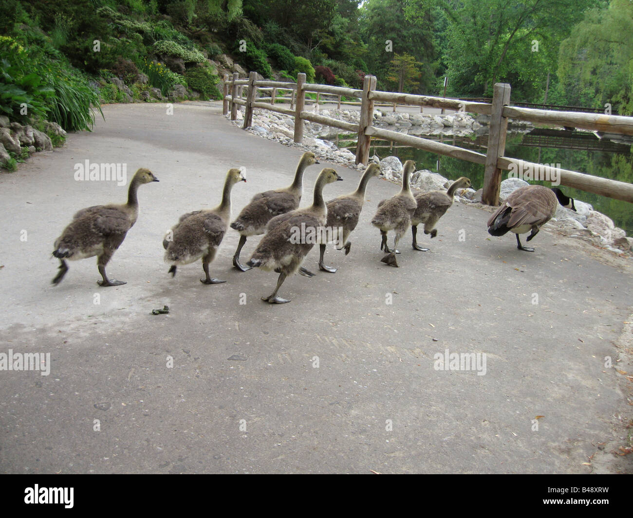 canada goose val d'europe, Canada Goose vest online official