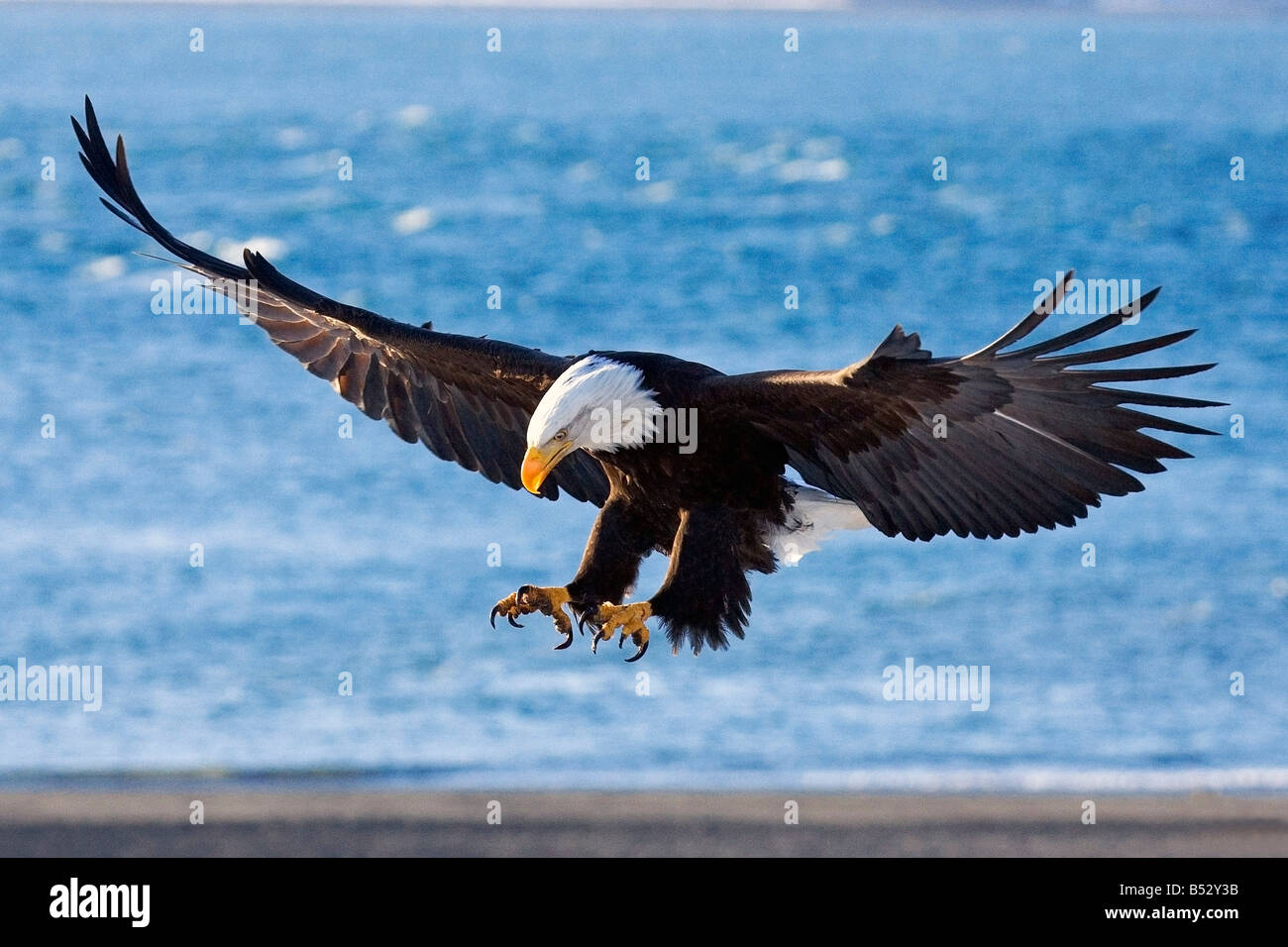 Talons Extended Hi Res Stock Photography And Images Alamy