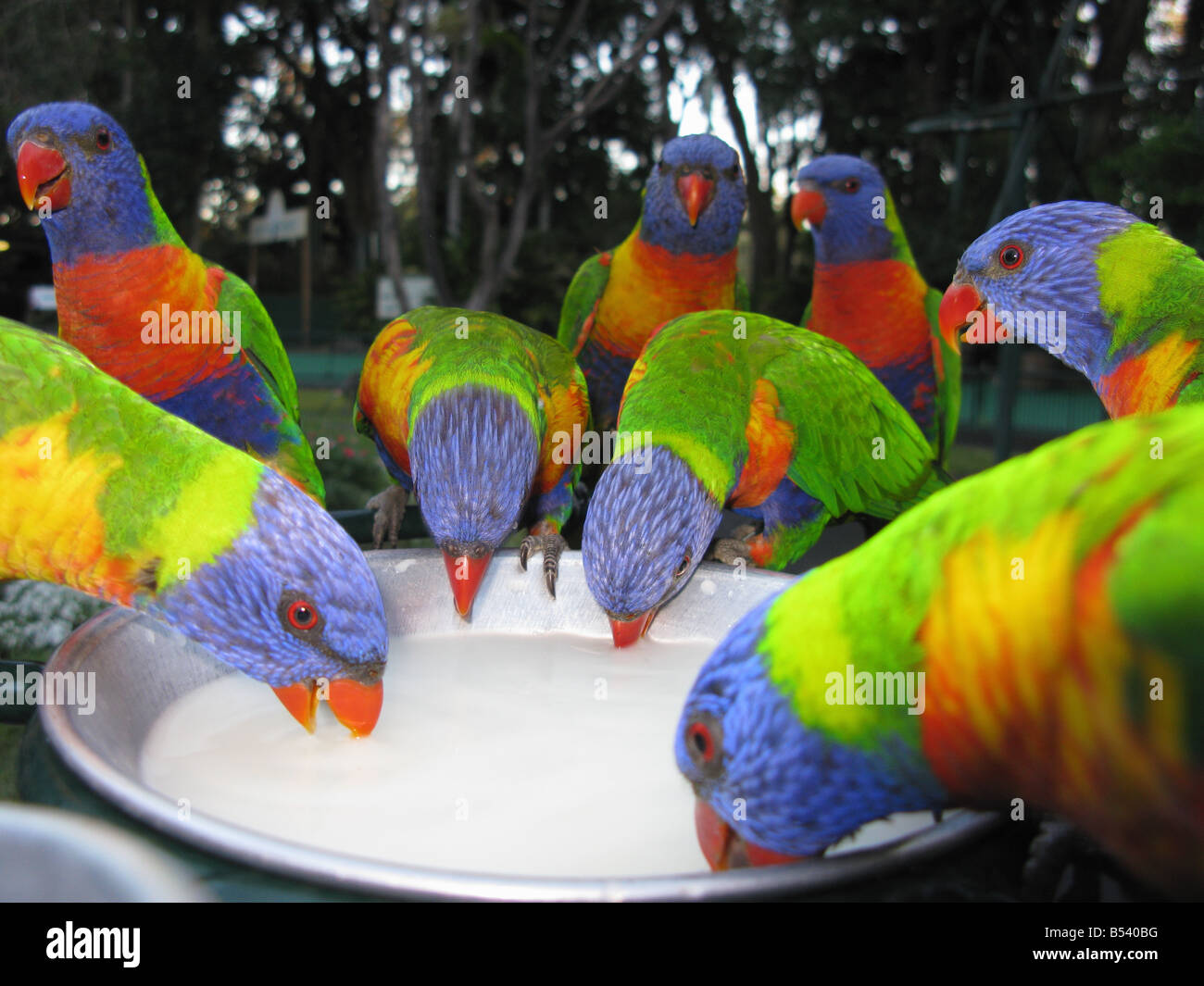 Lorikeets feeding in Queensland Australia Stock Photo, Royalty Free