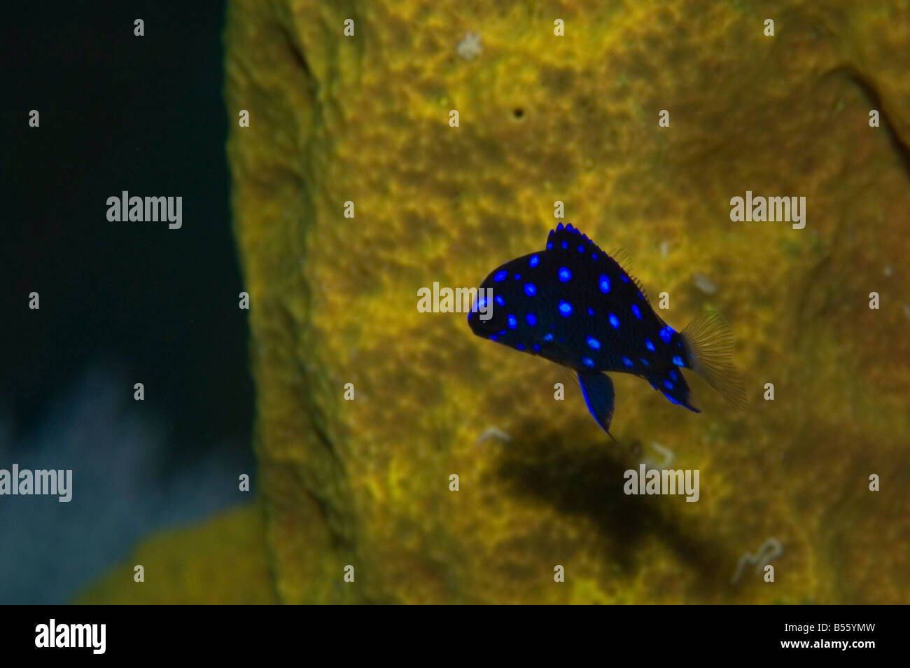 A juvenile Yellowtail Damselfish on a reef in Little Cayman Stock Photo