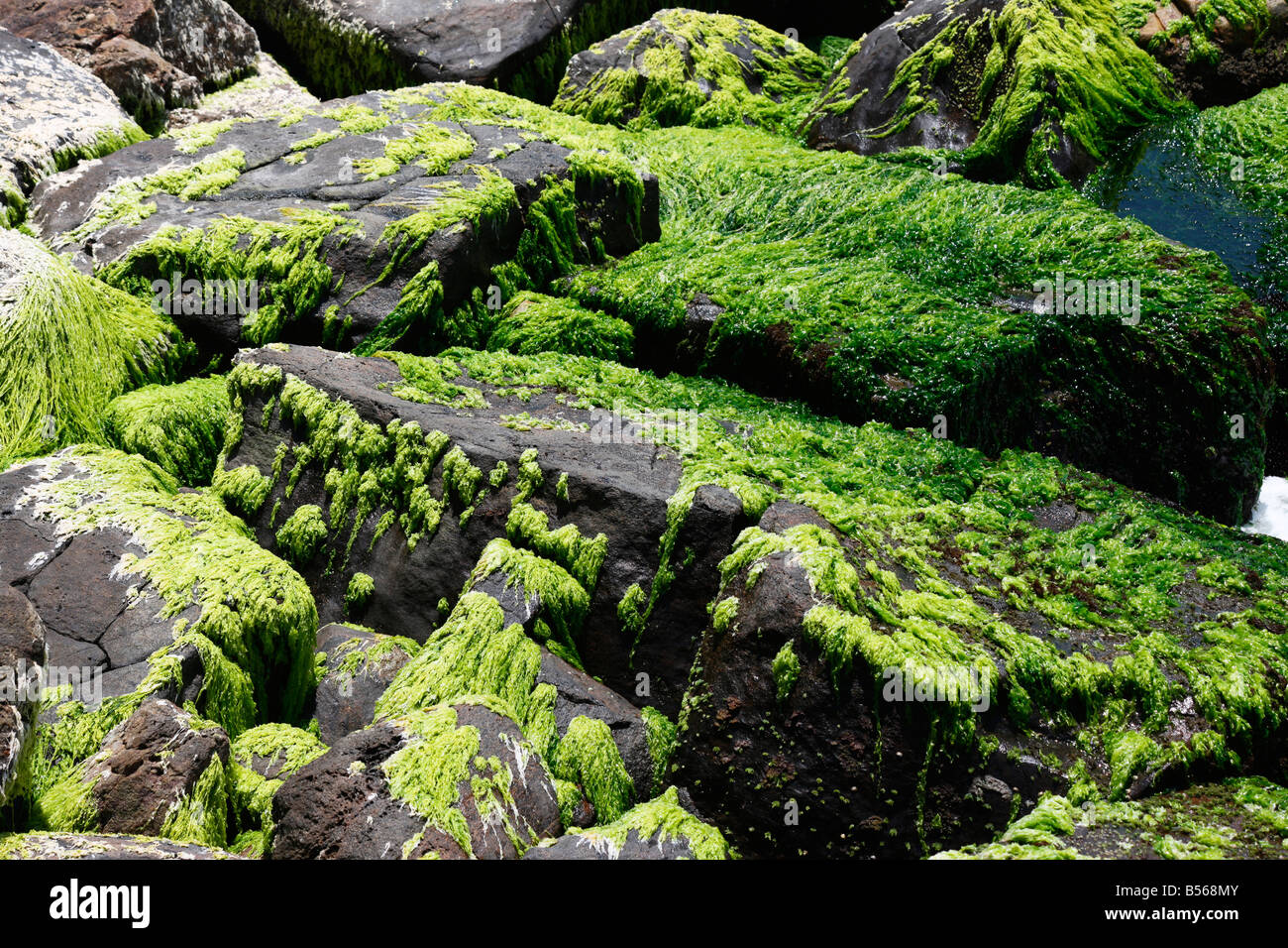 Mosses on rocks Stock Photo, Royalty Free Image 20422219 Alamy