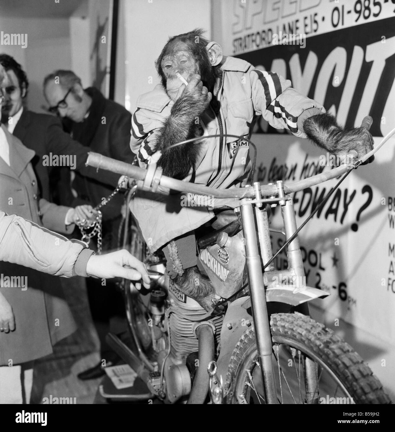 motorcycle-show-jenny-an-8-year-old-chimp-from-broxsbourne-zoo-herts-B59JH2.jpg