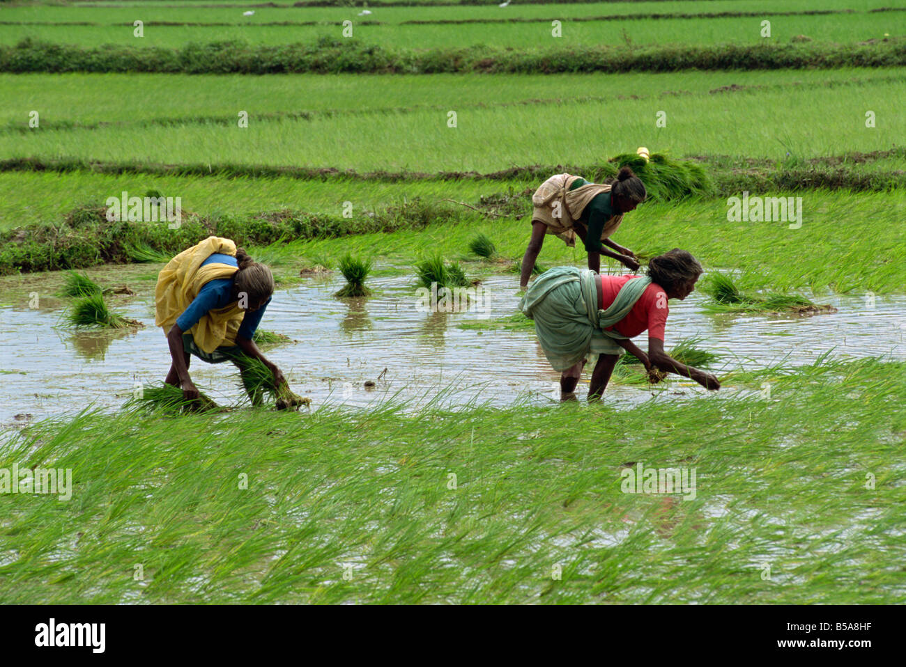 Workers in the rice fields near Madurai, Tamil Nadu state, India Stock