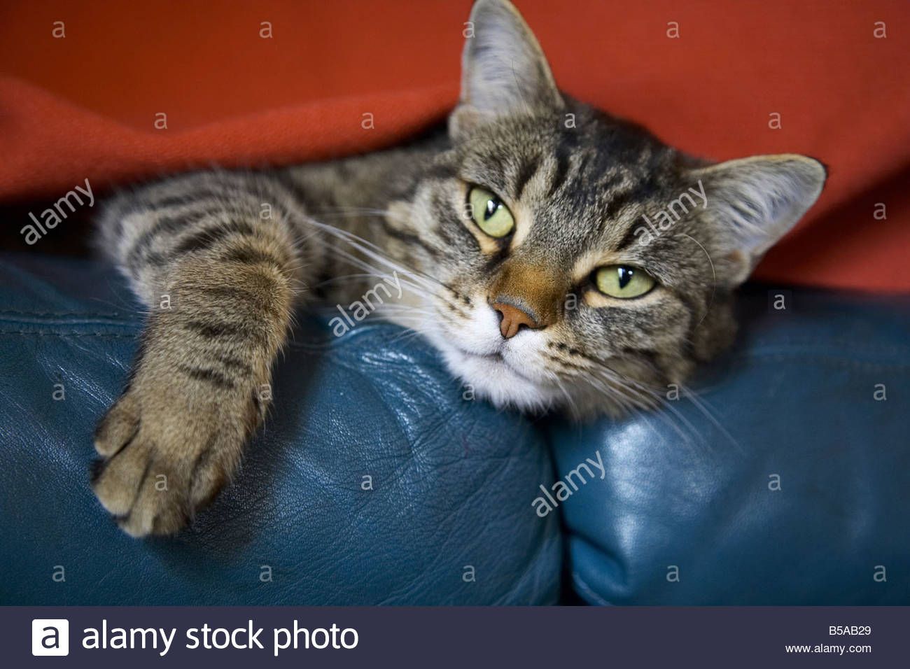 cat-resting-on-a-sofa-B5AB29.jpg