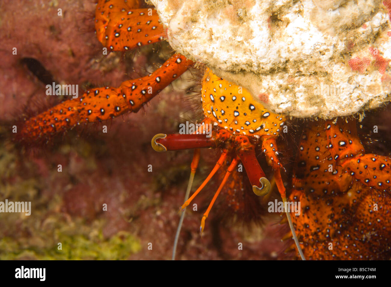 Hermit Crab In The Similan Islands Hi Res Stock Photography And Images