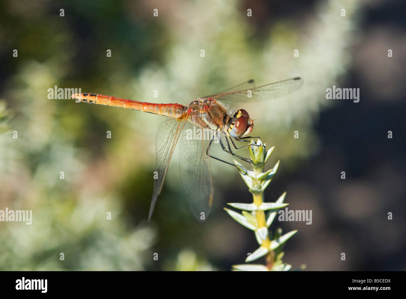 Common Male Red Veined Darter Dragonfly Sympetrum Striolatum Island