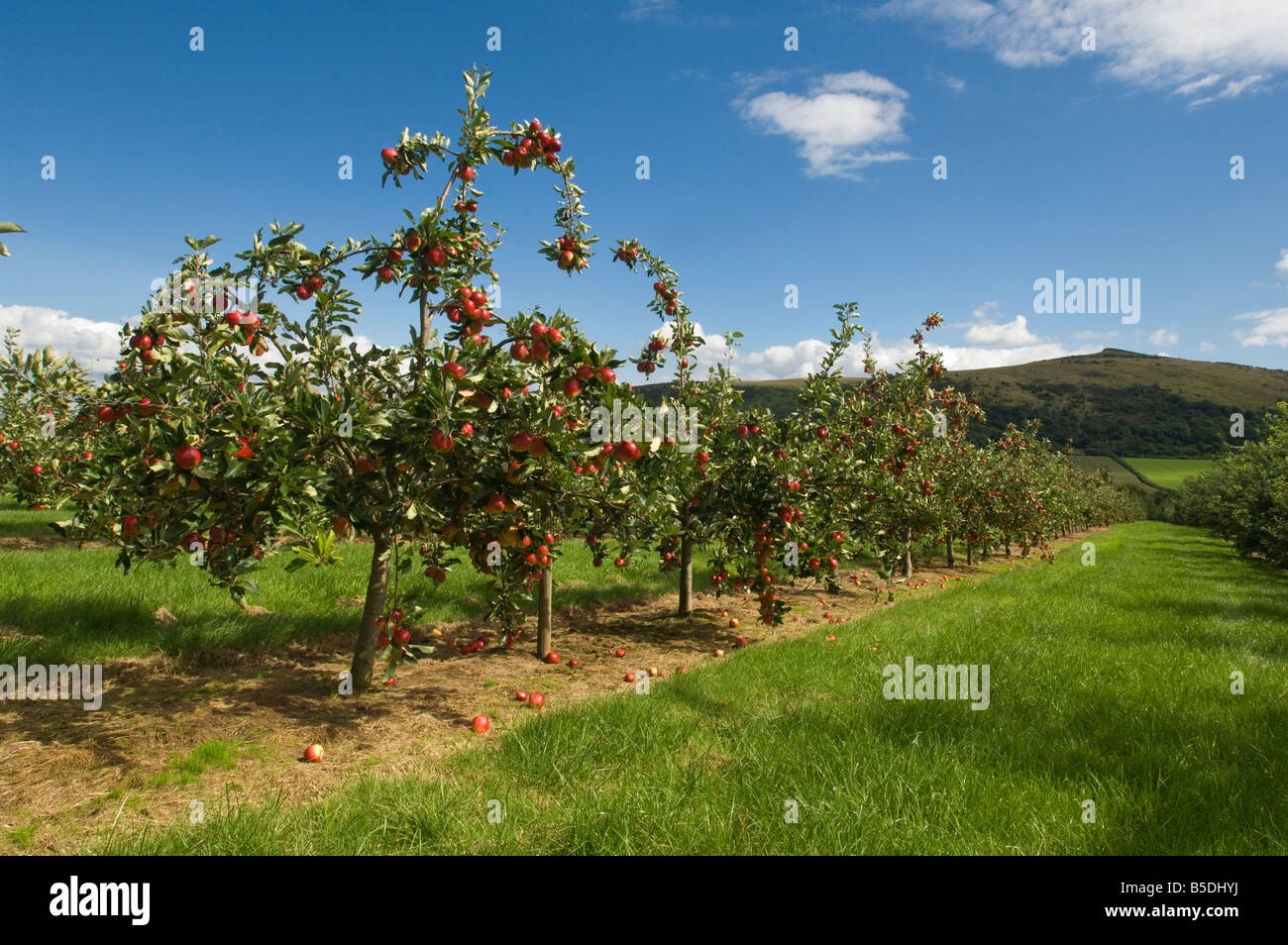 Katy cider apples Thatchers Cider Orchard Sandford Somerset England