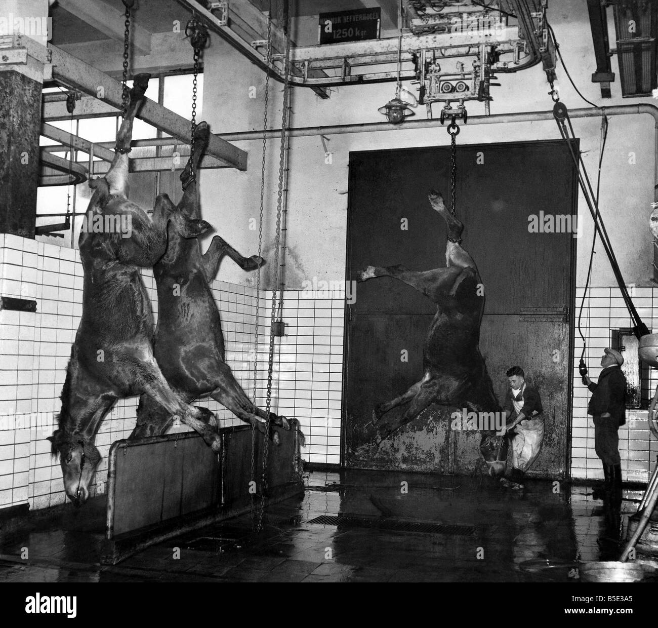 These pictures were taken inside the Antwerp Belgium Slaughter House