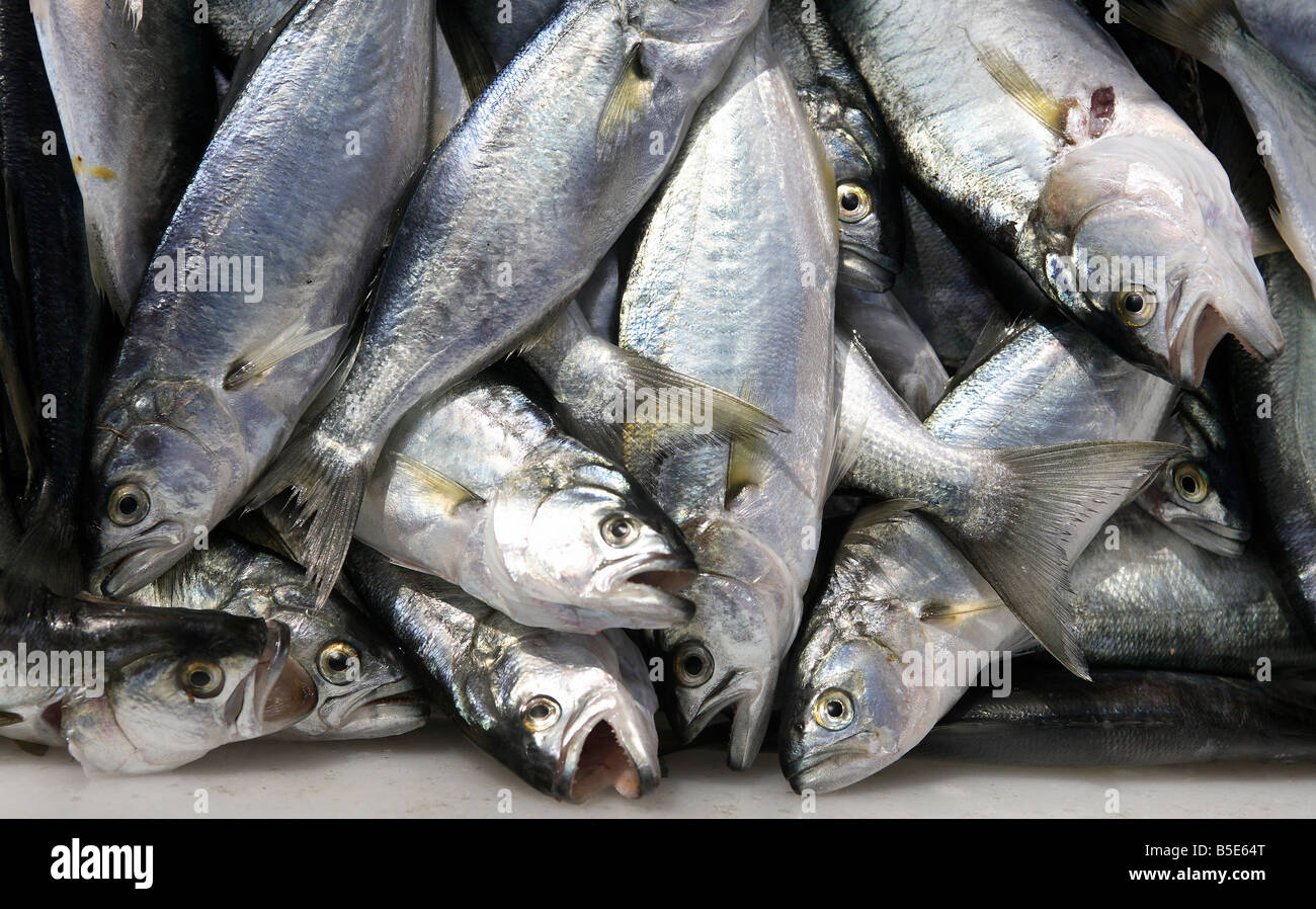 Freshly caught sardines Stock Photo, Royalty Free Image 20595816 Alamy
