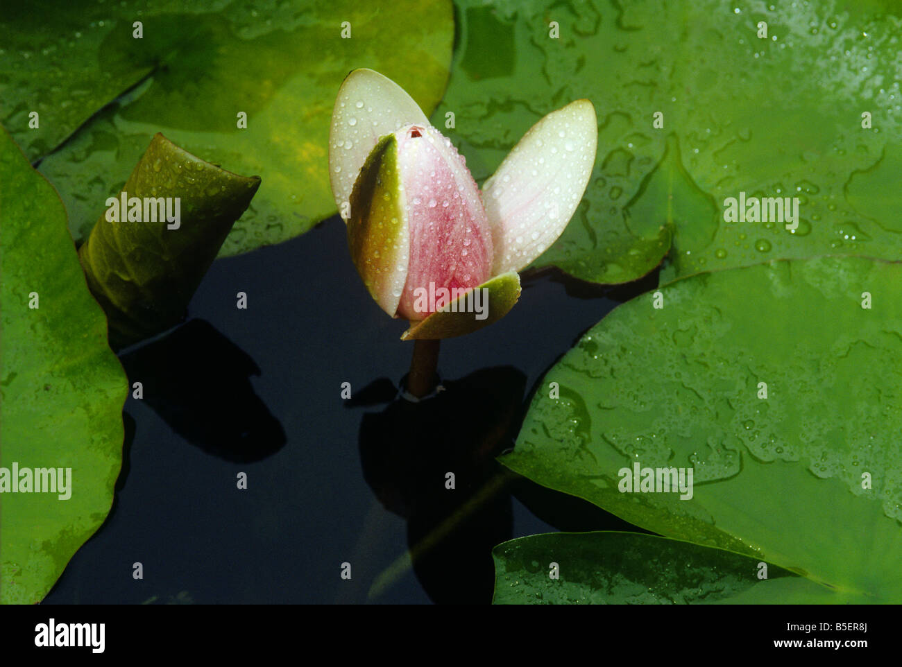 Water lily flower opening bud beginning to open 1 of 3 Stock Photo
