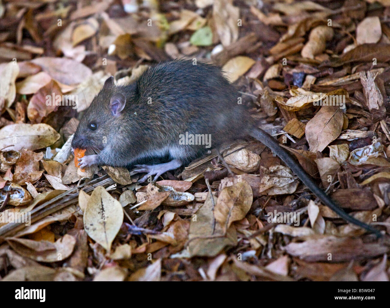 Wild Norwegian Brown Rat (Rattus norvegicus), UK Stock Photo, Royalty