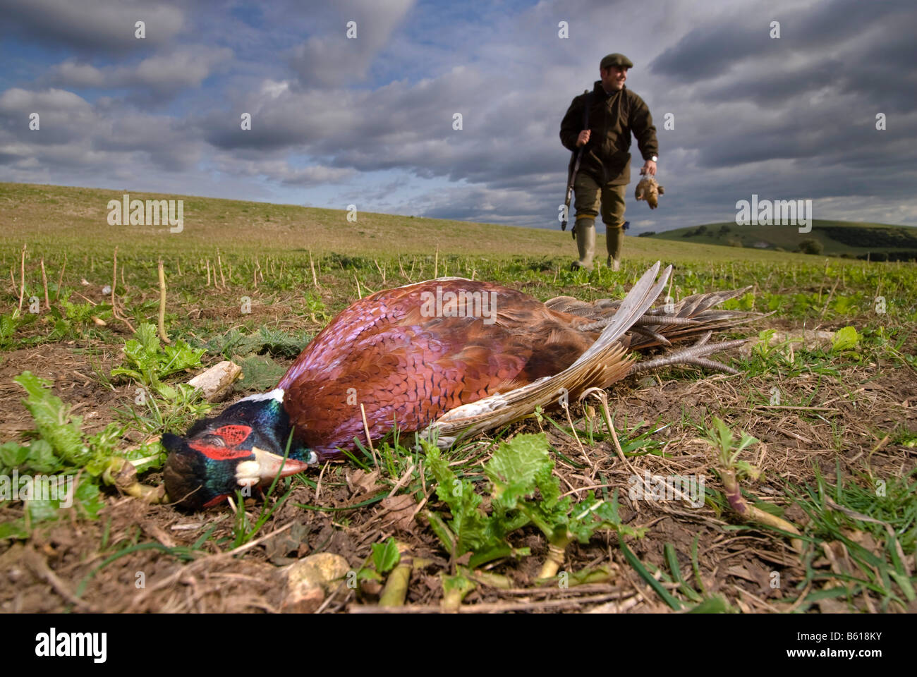 pheasant-shooting-in-west-sussex-picture