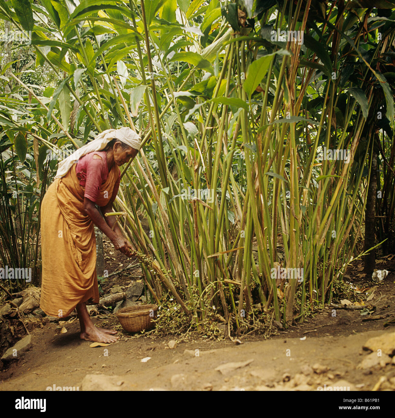 Kerala, India. Cardamon growing is part of Kerala's rich harvest, the