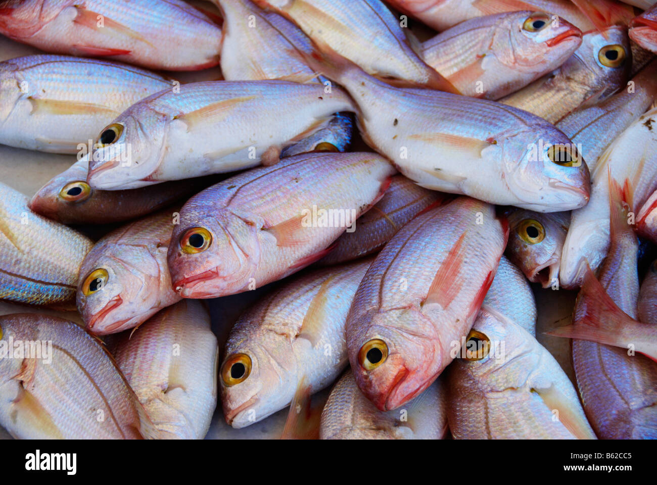 Fish at fish market, Rhodes Island, Greece, Europe Stock Photo, Royalty