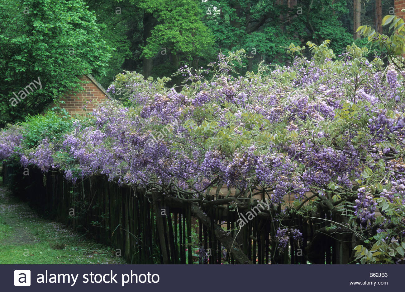 private garden Surrey Wisteria sinensis growing along picket fence