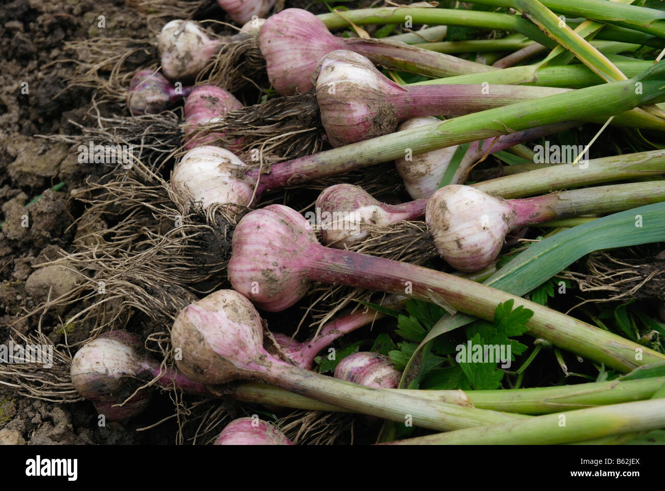 Harvested Garlic Bulbs Stock Photo Alamy