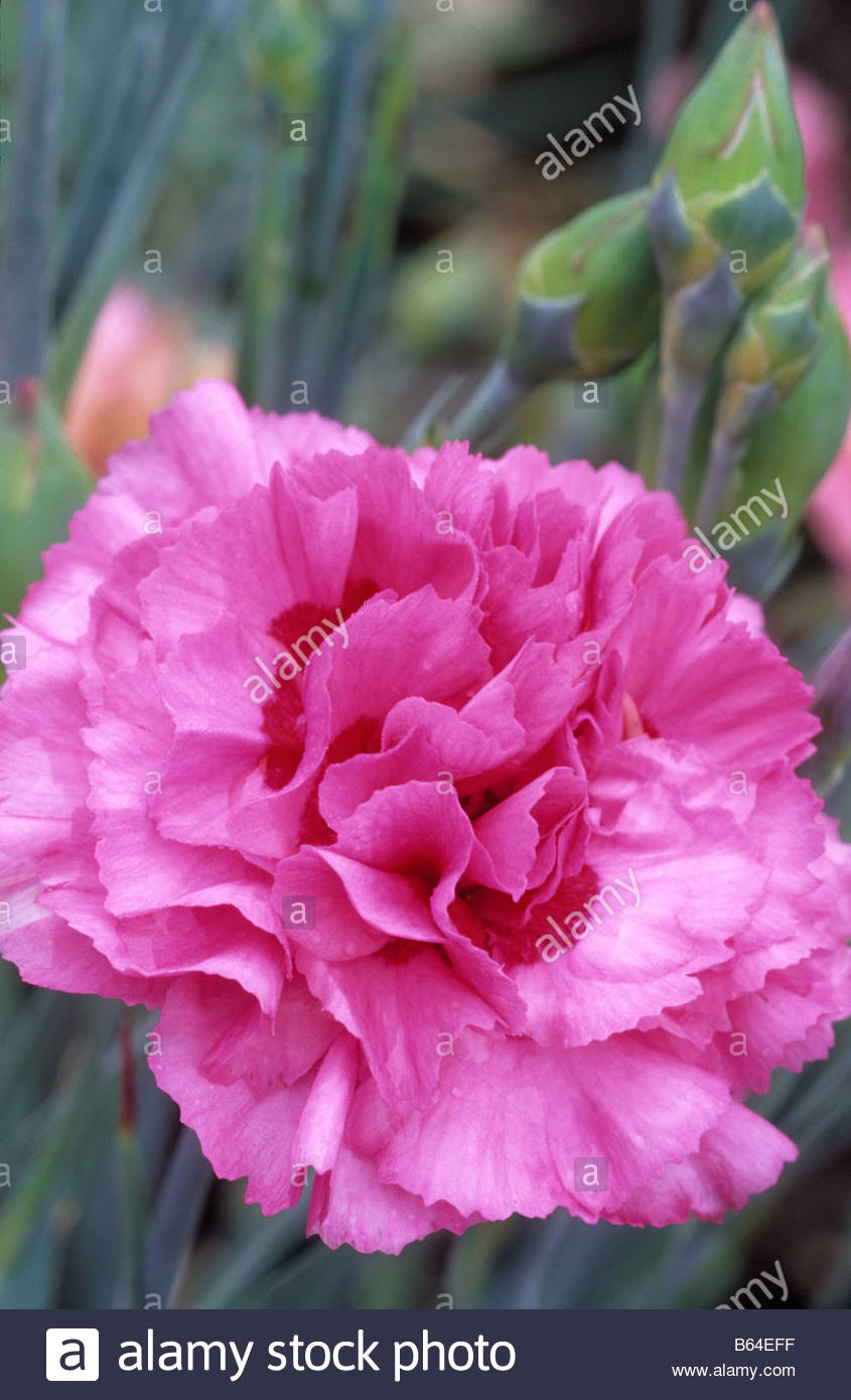 Old-Fashioned Pinks - Dianthus - Select Seeds 40 Old-Fashioned Pinks - Dianthus - Select Seeds 97