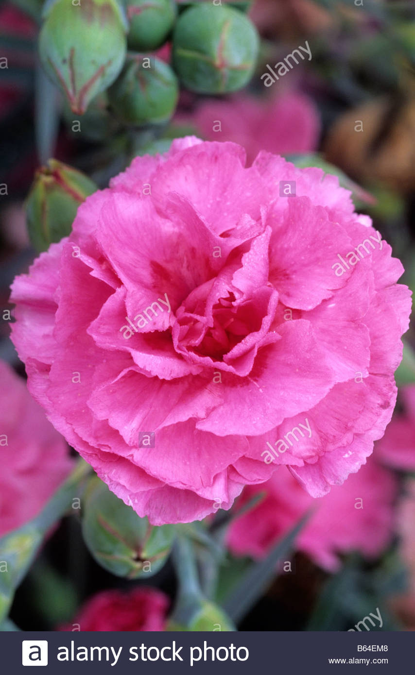 Old-Fashioned Pinks - Dianthus - Select Seeds Old-Fashioned Pinks - Dianthus - Select Seeds