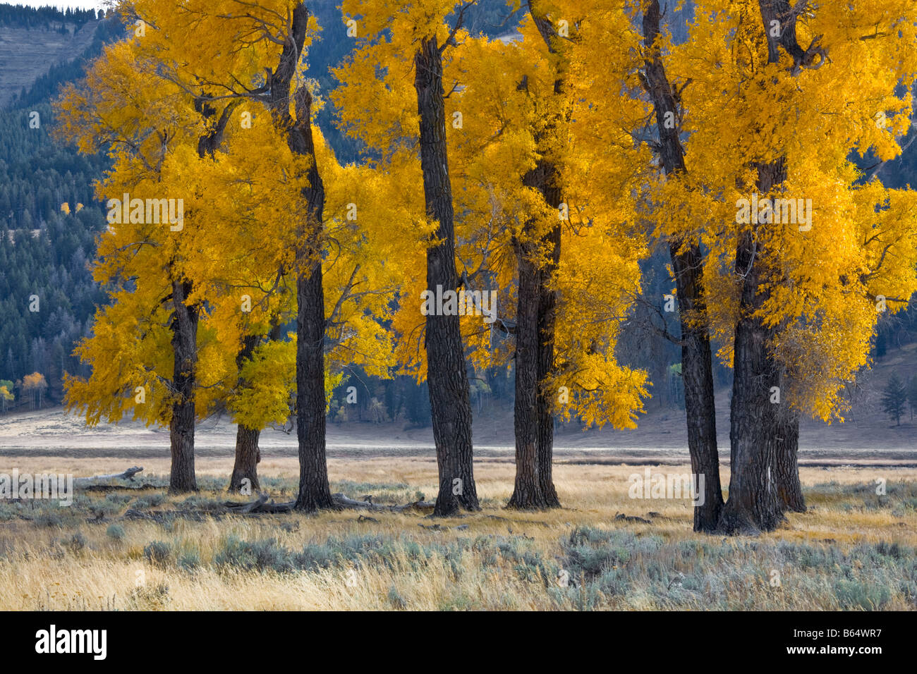 Yellowstone National Park WY Cottonwood trees on the Lamar river Stock
