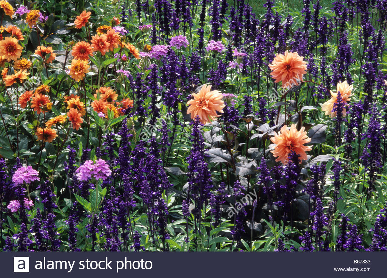 RHS Wisley Surrey summer bedding Salvia farinacea Rhea Dahlias Aylett