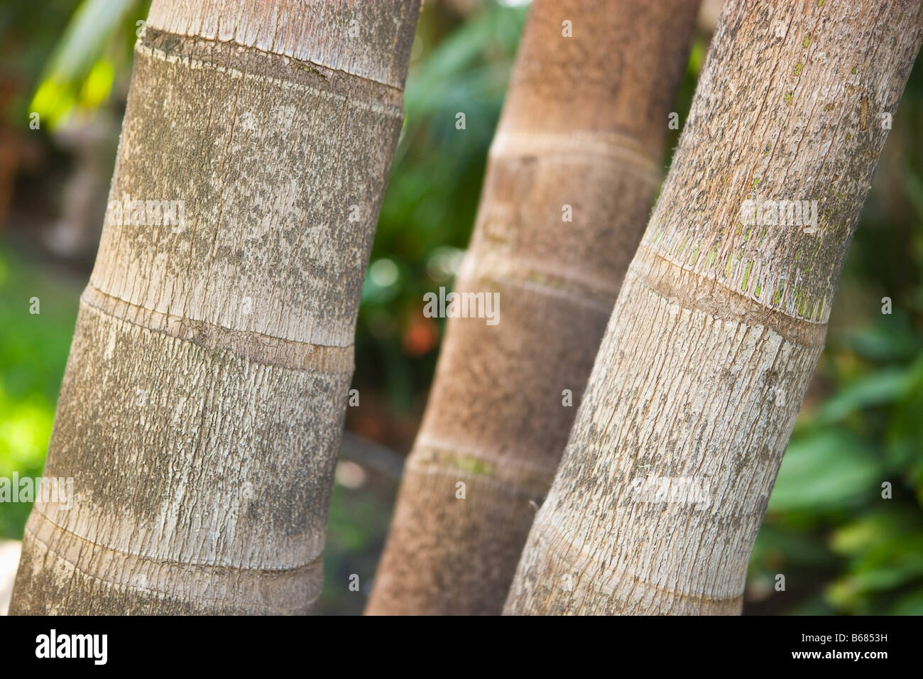 Closeup Of Palm Tree Trunks Stock Photo Alamy