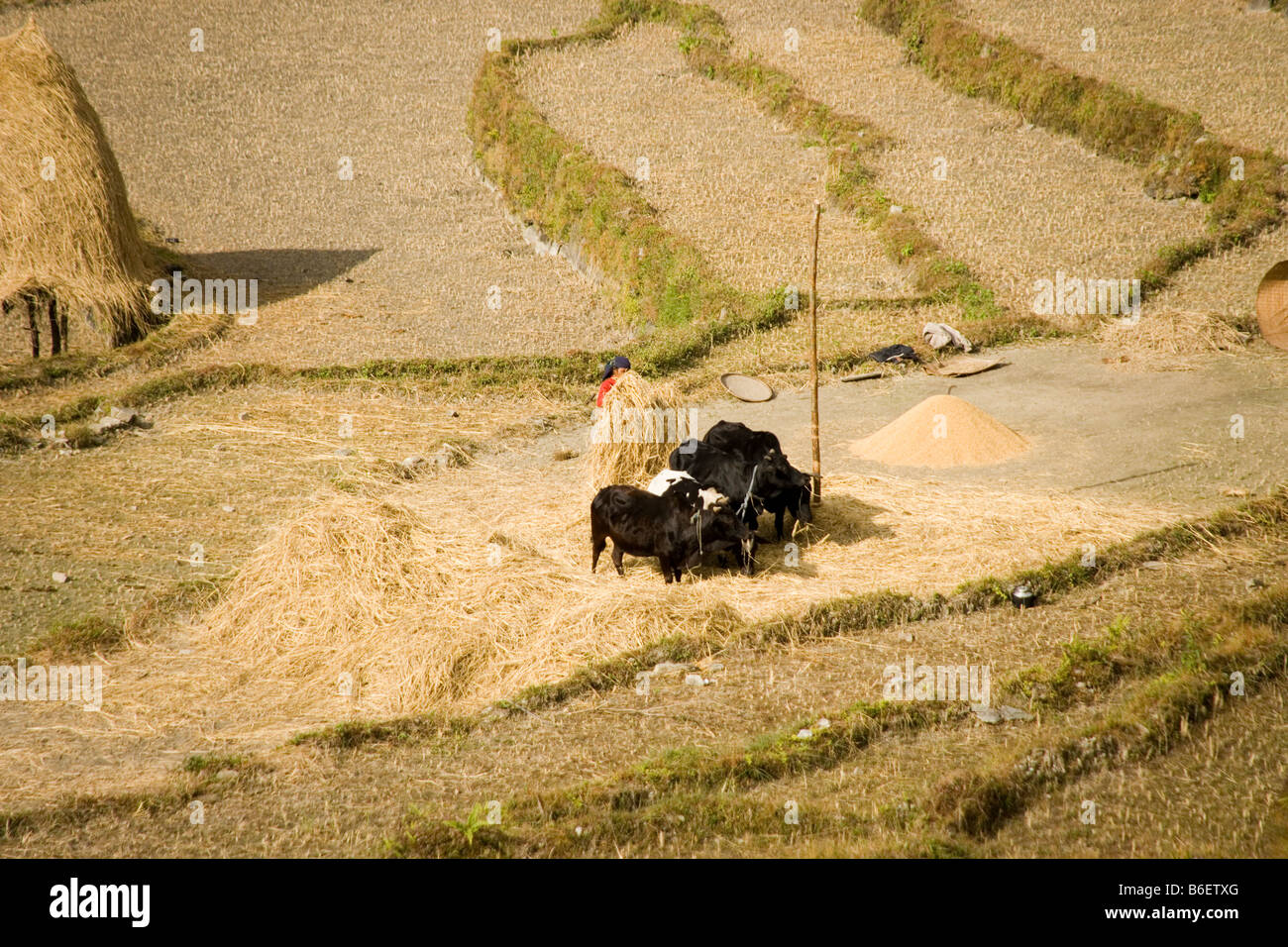 Nepalese Woman Farmer Working In A Terraced Field Near The Village Of