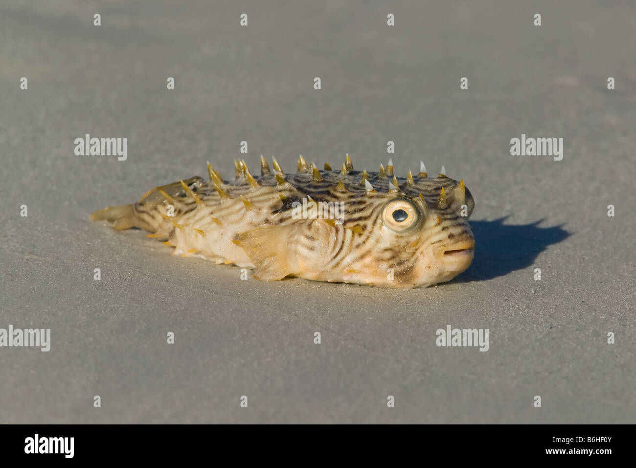 Puffer fish dead on the beach Stock Photo, Royalty Free Image 21283275