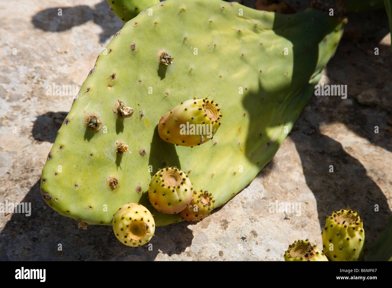 Cactus plant, Malta Stock Photo, Royalty Free Image 21349279 Alamy