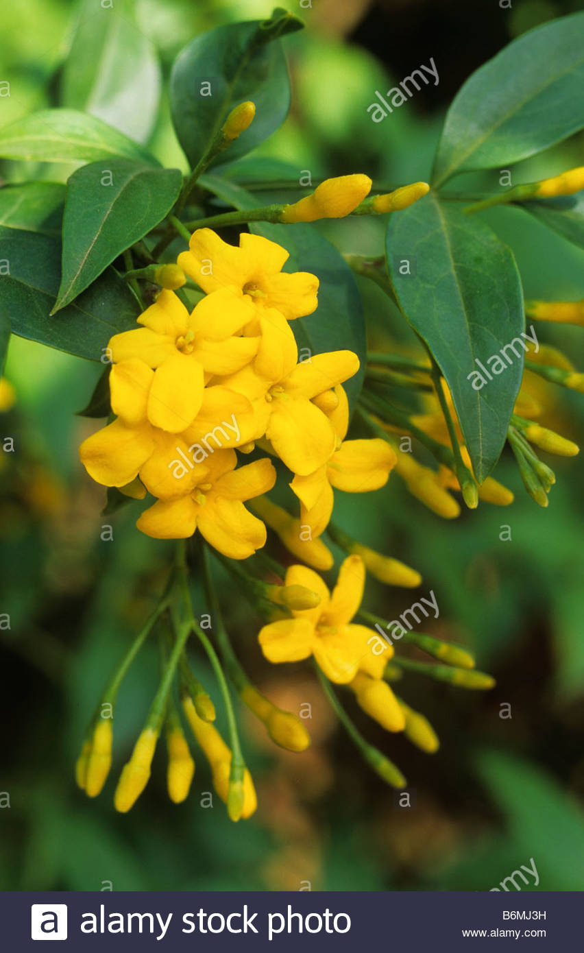 yellow jasmine Jasminum humile Revolutum Stock Photo, Royalty Free