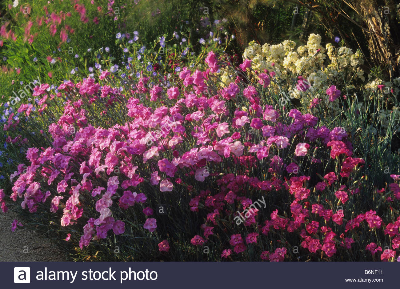 Old-Fashioned Pinks - Dianthus - Select Seeds 55 Old-Fashioned Pinks - Dianthus - Select Seeds 59