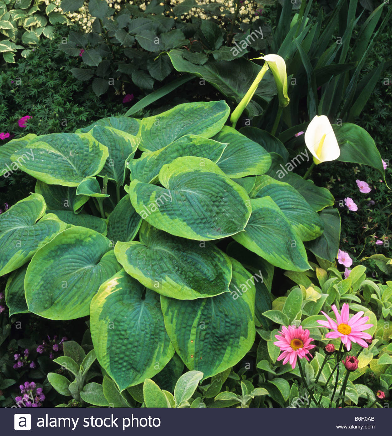 Hosta Frances Williams Stock Photo, Royalty Free Image: 21403491 - Alamy
