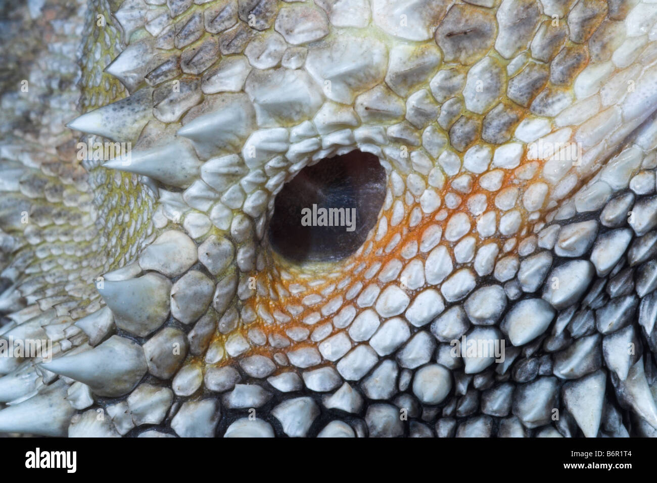 Close up of an bearded dragons ear. Captive Stock Photo: 21404660 - Alamy
