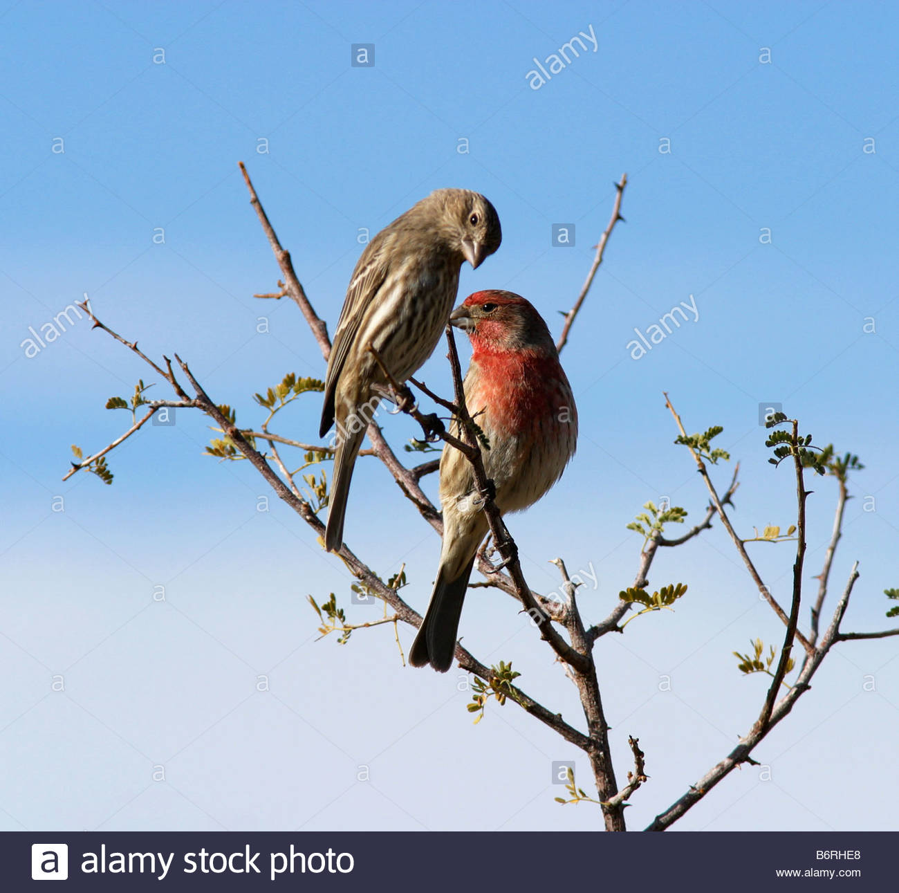 house-finches-carpodacus-mexicanus-pair-