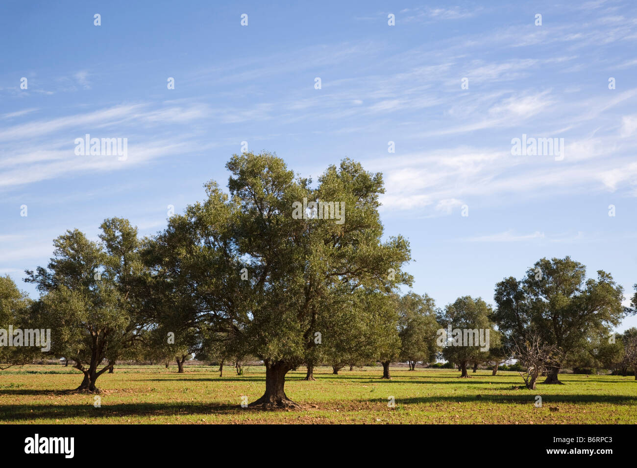 Morocco. Argan trees Argania spinosa endemic species growing in Stock
