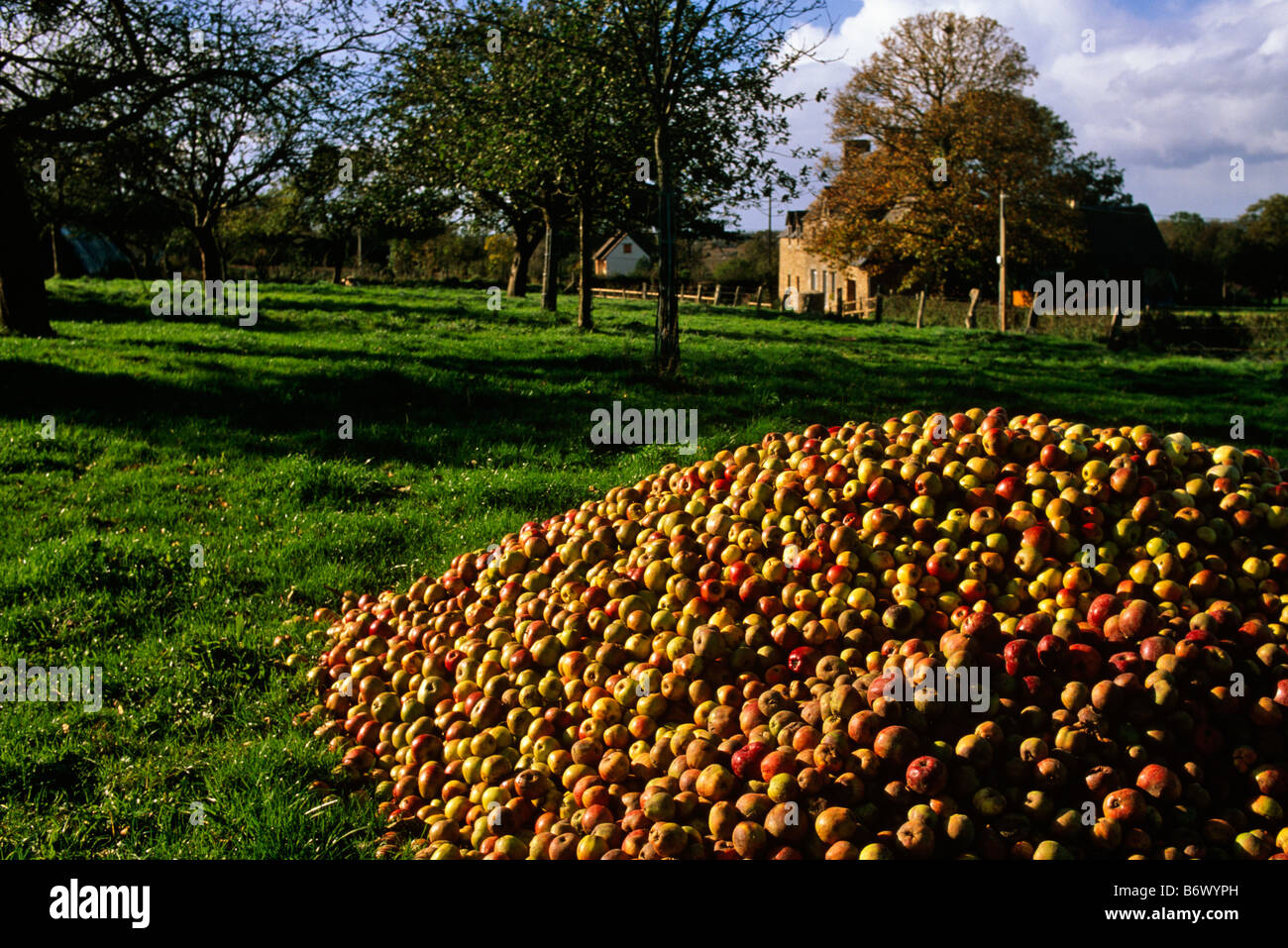 Apple orchard, Normandy Stock Photo, Royalty Free Image 21468905 Alamy