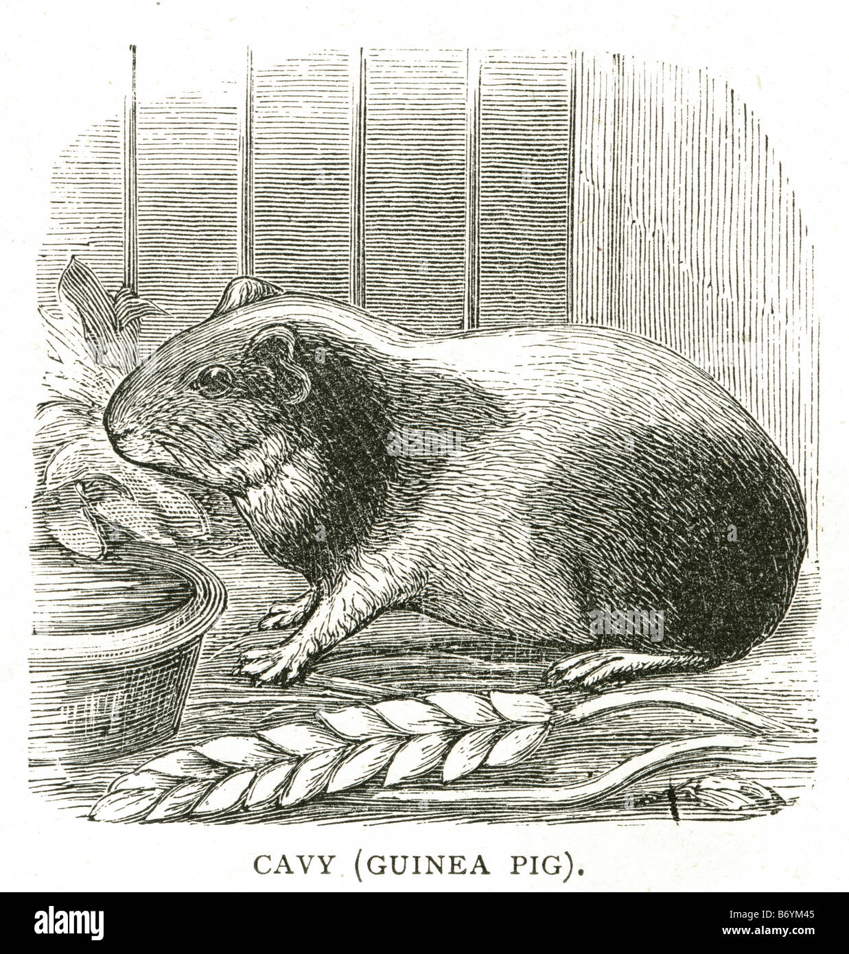 cavy guinea pig Cavia porcellus Caviidae Andes domesticated Cavia Stock