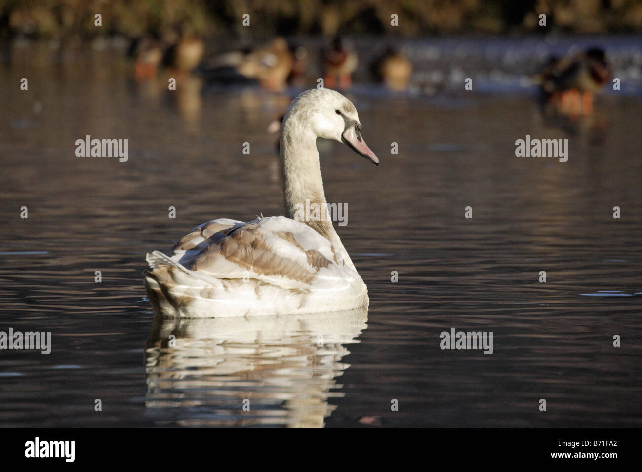 Mute Swan Cygnet Stock Photo Alamy