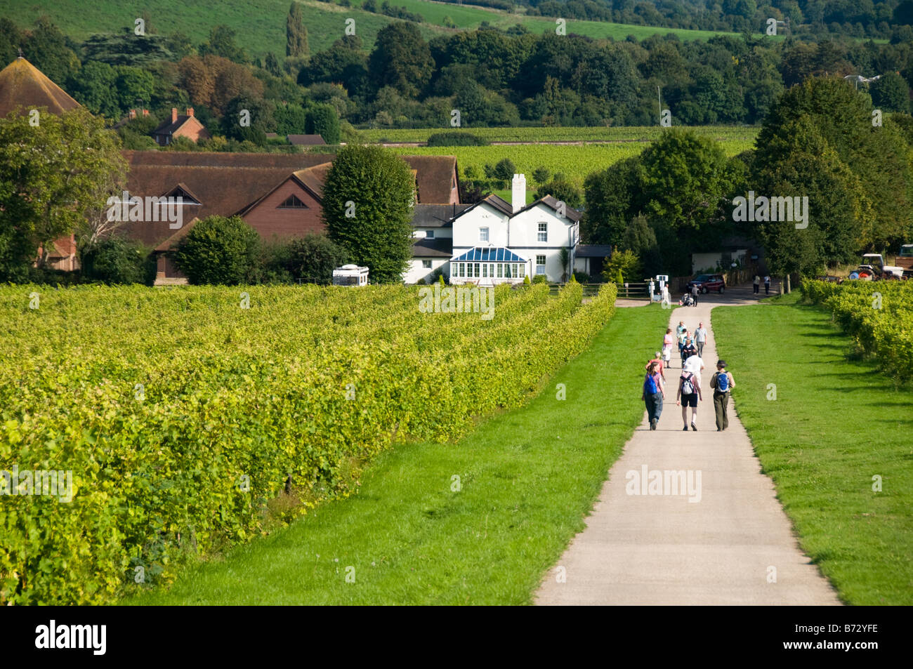 Denbies Wine Estate, Dorking, Surrey, UK Stock Photo, Royalty Free
