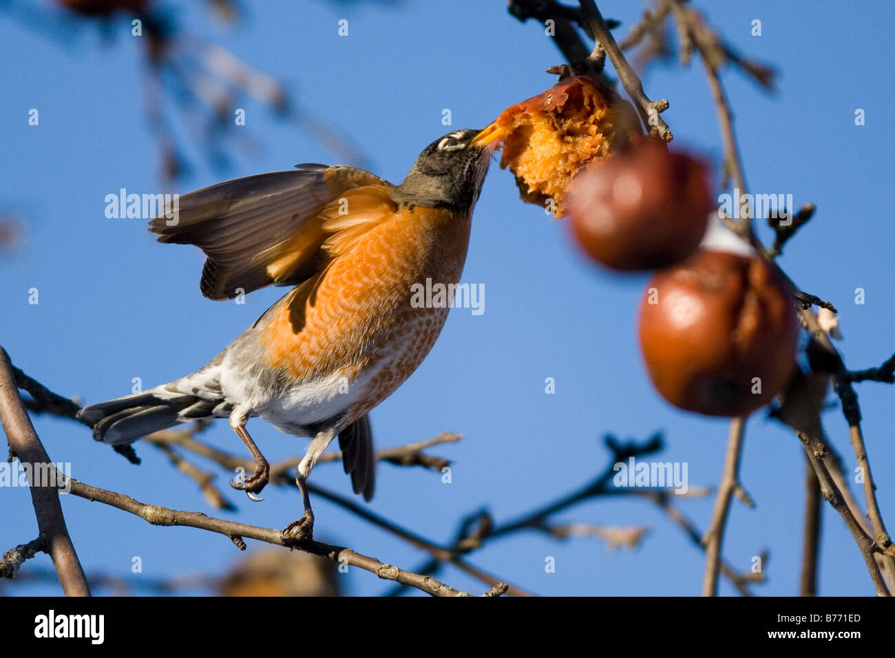 american robin bird eating apple in tree during winter in american robin bird eating apple in tree during winter in