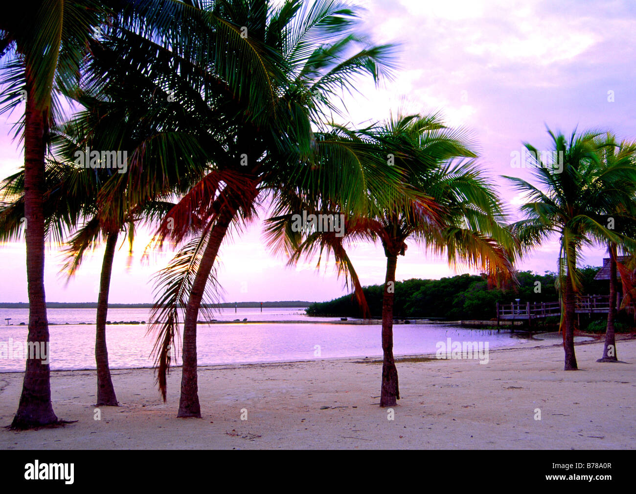 Beach and palm trees on the Florida Keys USA at Key Largo Stock Photo